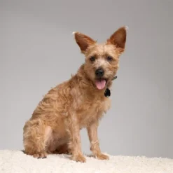 Tickless Teek En Vlo Afweer Voor Hond En Kat Zwart -TuckerCare 379958 02