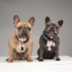 Tickless Teek En Vlo Afweer Voor Hond En Kat Zwart -TuckerCare 379958 03