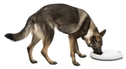 Trixie Tx4+1 Automatische Voerdispenser -TuckerCare 392591 02