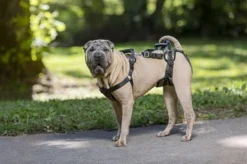 Solvit Petsafe Carelift Voor En Achter -TuckerCare 408873 03