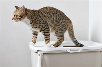 Savic Kattenbak Hop In Mocca / Wit 12 Savic Kattenbak Hop In Mocca / Wit - Afbeelding 10