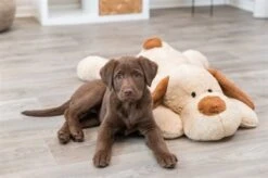 Trixie Knuffel Hondbenny Pluche Beige / Bruin 17 Trixie Knuffel Hondbenny Pluche Beige / Bruin -TuckerCare 410496 05