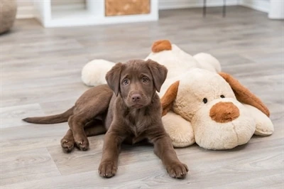 Trixie Knuffel Hondbenny Pluche Beige / Bruin 8 Trixie Knuffel Hondbenny Pluche Beige / Bruin - Afbeelding 6