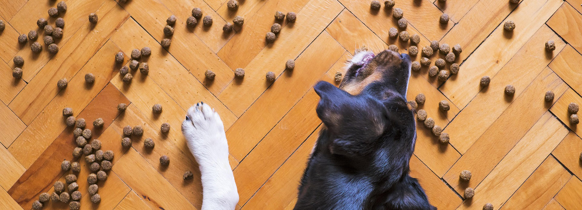 TuckerCare -TuckerCare dog food 5175619 1920