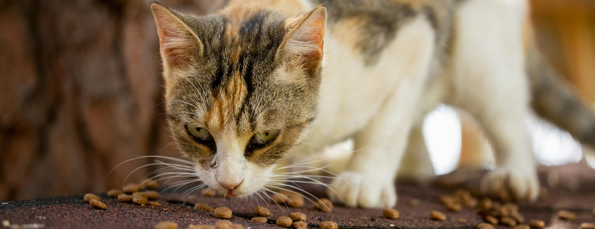 TuckerCare -TuckerCare pexels enginakyurt 9881131